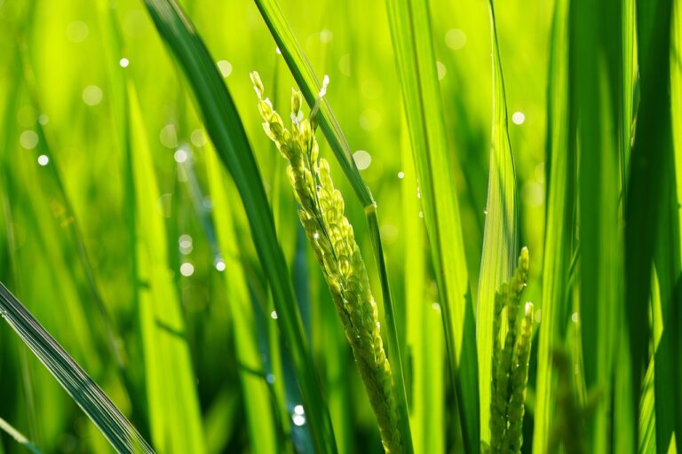 Bioinformatics: Revolutionizing Healthcare through Data Analysis