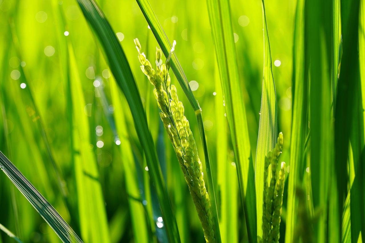 Bioinformatics: Revolutionizing Healthcare through Data Analysis